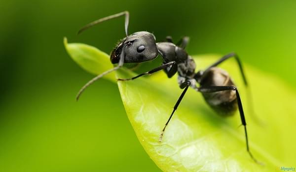 4 Bài học thú vị từ loài kiến  