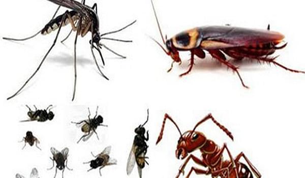 5 mẹo nhỏ giúp nhà bạn không có ruồi muỗi