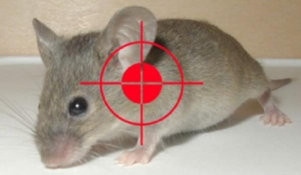 Báo giá dịch vụ diệt chuột tại Hà Nội