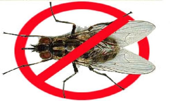 Cách diệt ruồi an toàn và hiệu quả không phải ai cũng biết
