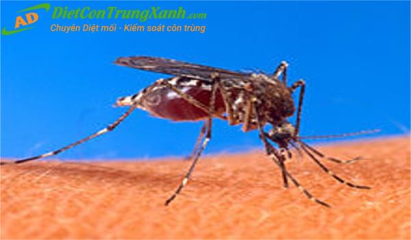 Đặc điểm sinh học loài muỗi