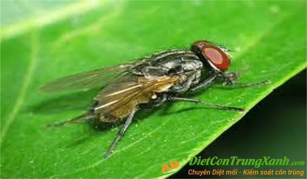 Đặc điểm sinh học loài ruồi