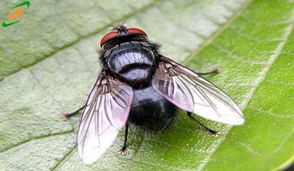 Đặc điểm sinh học và tập tính sinh học các loại côn trùng (P 2)