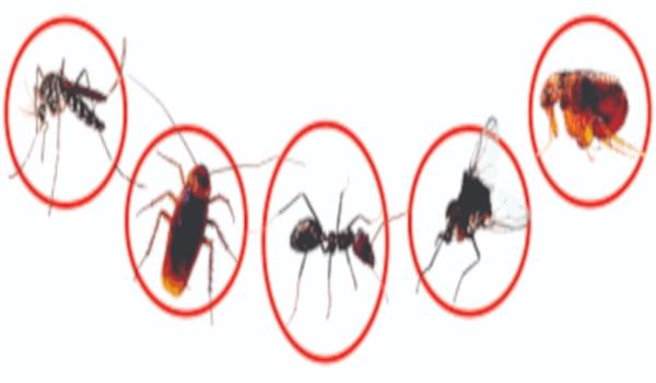 Dịch vụ kiểm soát côn trùng - Diệt tận gốc loài côn trùng gây hại