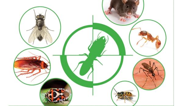 Dịch vụ kiểm soát côn trùng gây hại tại kho doanh nghiệp