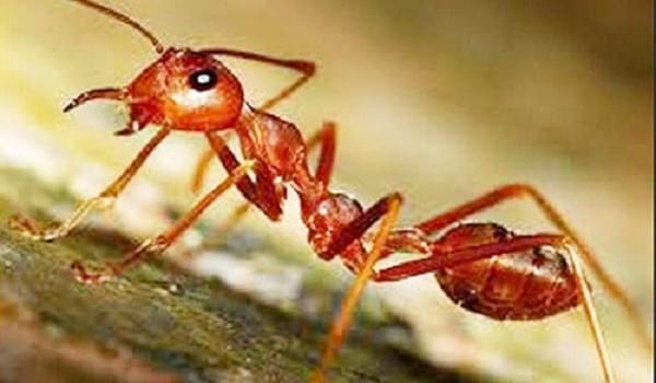 Giải đáp thắc mắc thuốc diệt kiến có độc không