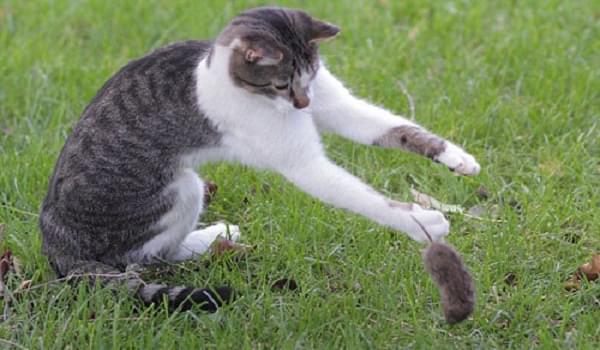 Huấn luyện mèo có khả năng bắt chuột giỏi