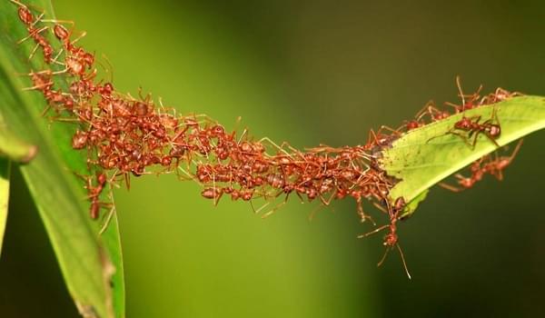 Kĩ thuật quan sát tìm tổ kiến trong nhà