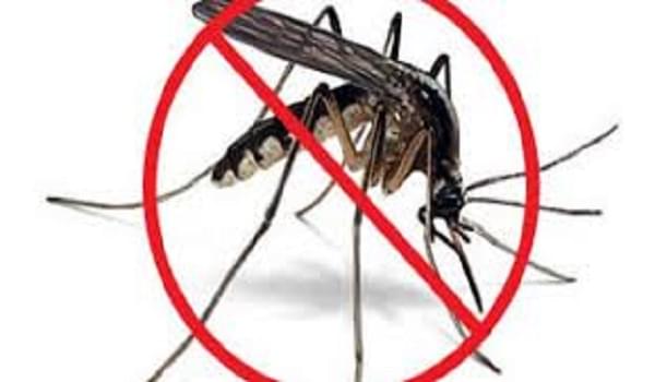 Mẹo diệt muỗi bằng tỏi cực hay mà bạn nên biết