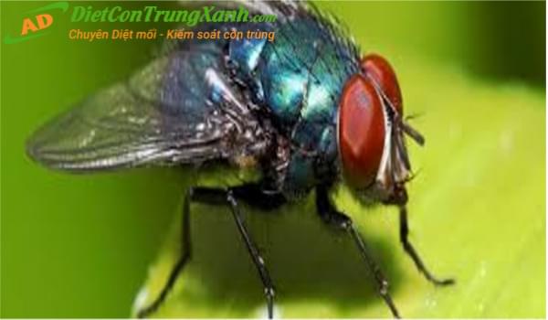 Quy trình và phương pháp dịch vụ diệt ruồi